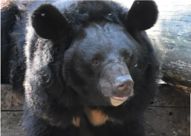 Ведмідь, якого врятували з-під обстрілів в Україні, знайшов новий дім: історія порятунку косолапого (фото)